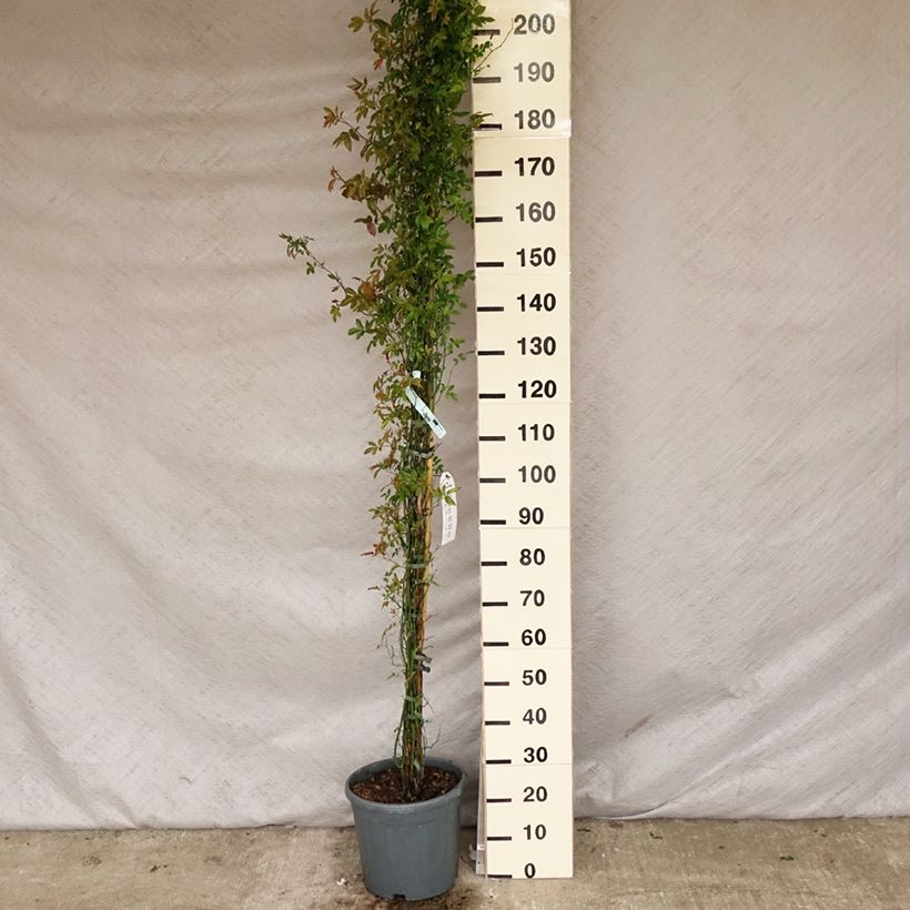 Amostra de Rosa banksiae var. banksiae Alba Plena - Roseira de Banks Vaso de 6 L/7 L tal como entregue na primavera