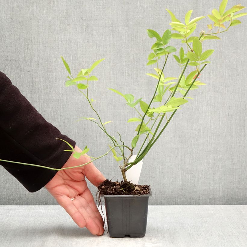 Amostra de Rosa banksiae var. banksiae Alba Plena - Roseira de Banks Vaso de 8/9 cm tal como entregue na primavera