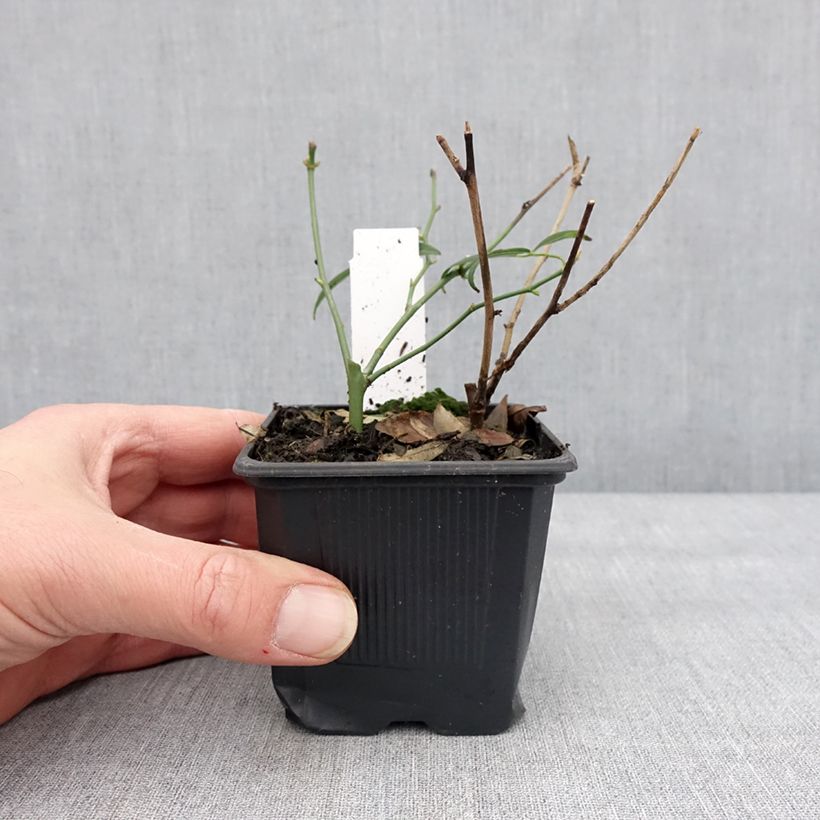 Amostra de Rosa banksiae var. banksiae Alba Plena - Roseira de Banks Vaso de 8/9 cm tal como entregue no inverno