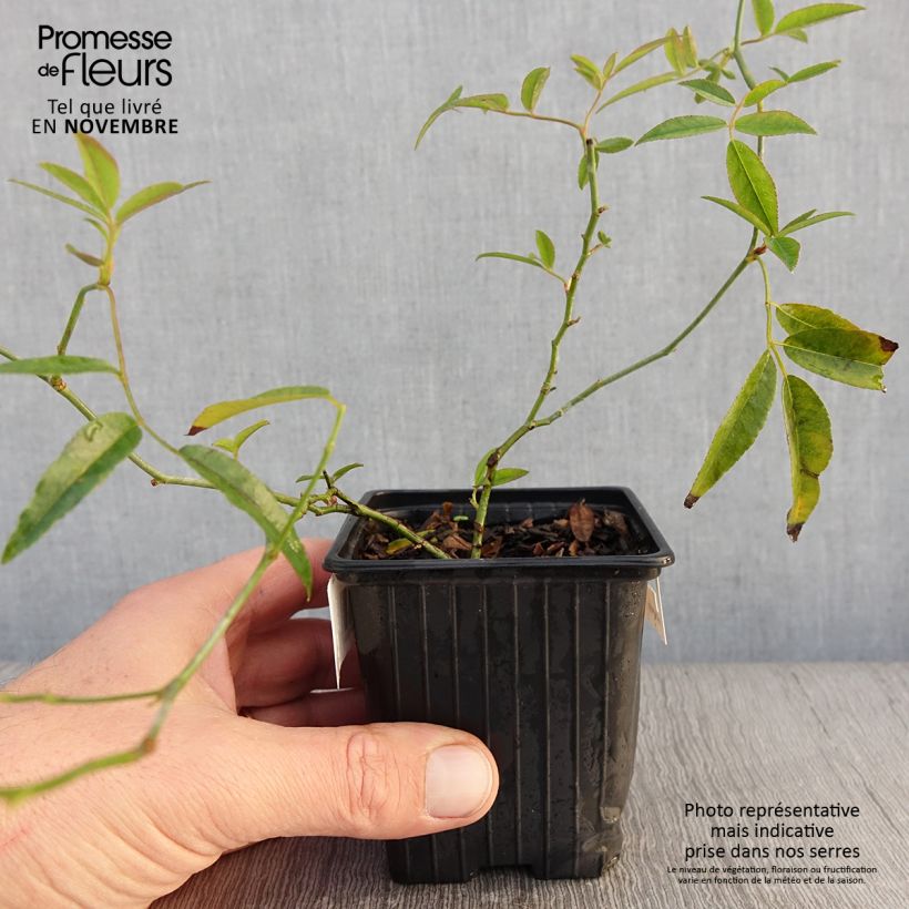 Amostra de Rosa banksiae Lutea - Roseira de Banks Vaso de 8/9 cm tal como entregue no outono