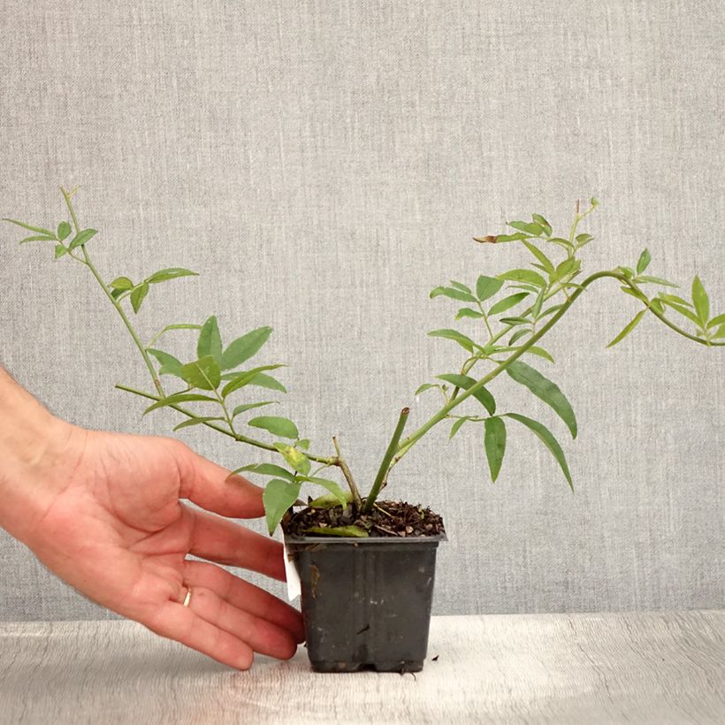 Amostra de Rosa banksiae Lutea - Roseira de Banks Vaso de 8/9 cm tal como entregue no verão
