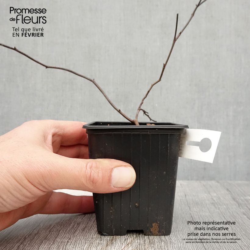 Amostra de Rosa banksiae Lutea - Roseira de Banks Vaso de 8/9 cm tal como entregue no inverno