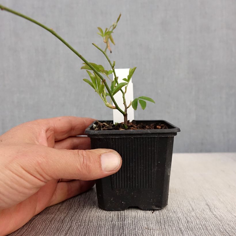 Amostra de Rosa banksiae Lutea - Roseira de Banks Vaso de 8/9 cm tal como entregue na primavera