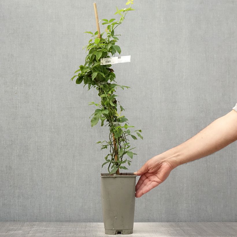 Amostra de Rosa banksiae Lutea - Roseira de Banks Vaso de 2 L/3 L tal como entregue no verão