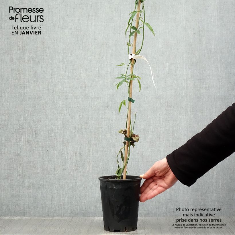 Amostra de Rosa banksiae Lutea - Roseira de Banks Vaso de 2 L/3 L tal como entregue no inverno