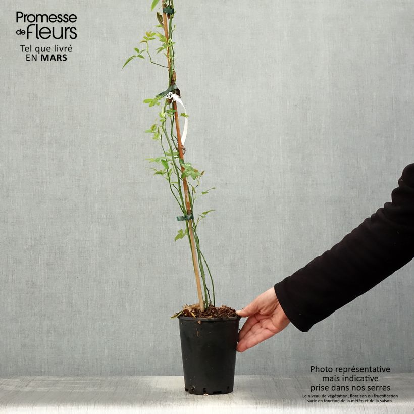 Amostra de Rosa banksiae Lutea - Roseira de Banks Vaso de 2 L/3 L tal como entregue na primavera