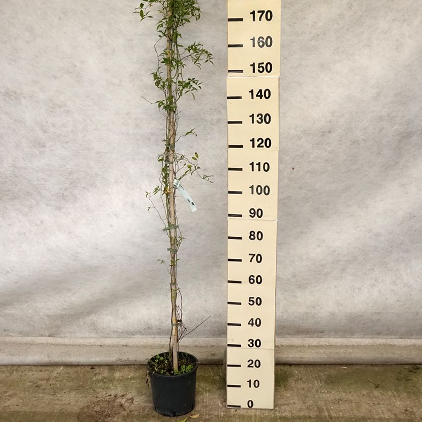 Amostra de Rosa banksiae Lutea - Roseira de Banks Vaso de 7,5 L/10 L tal como entregue no outono