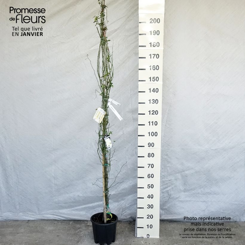 Amostra de Rosa banksiae Lutea - Roseira de Banks Vaso de 7,5 L/10 L tal como entregue no inverno