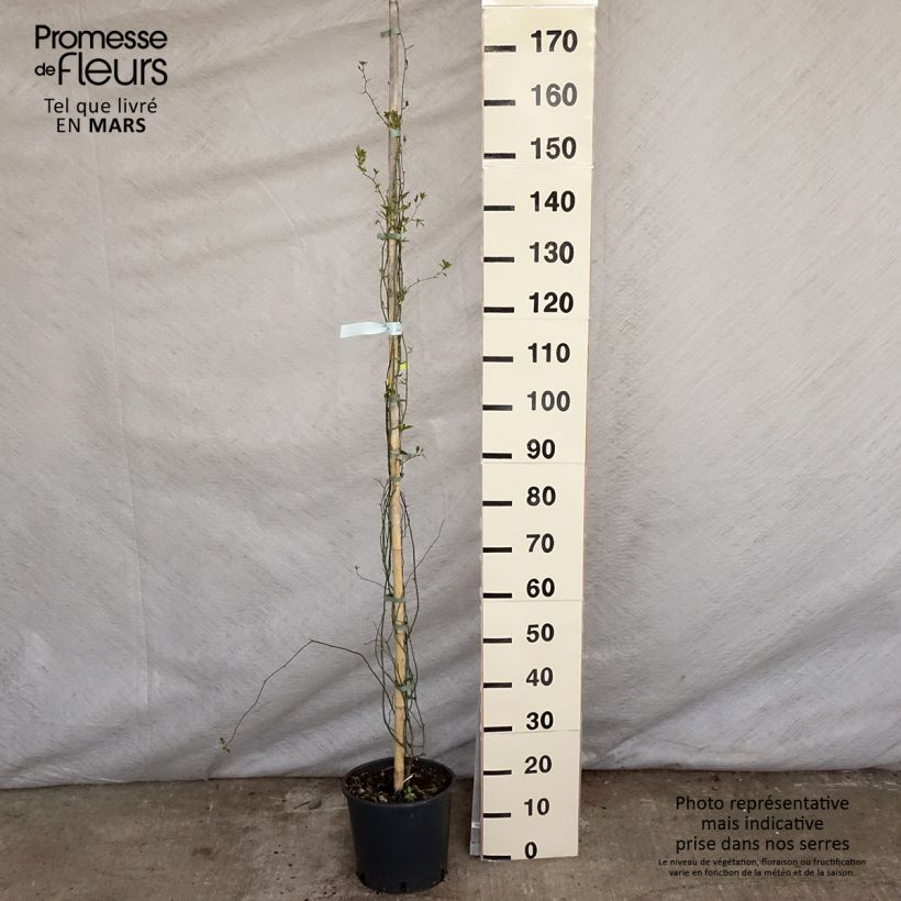 Amostra de Rosa banksiae Lutea - Roseira de Banks Vaso de 7,5 L/10 L tal como entregue na primavera