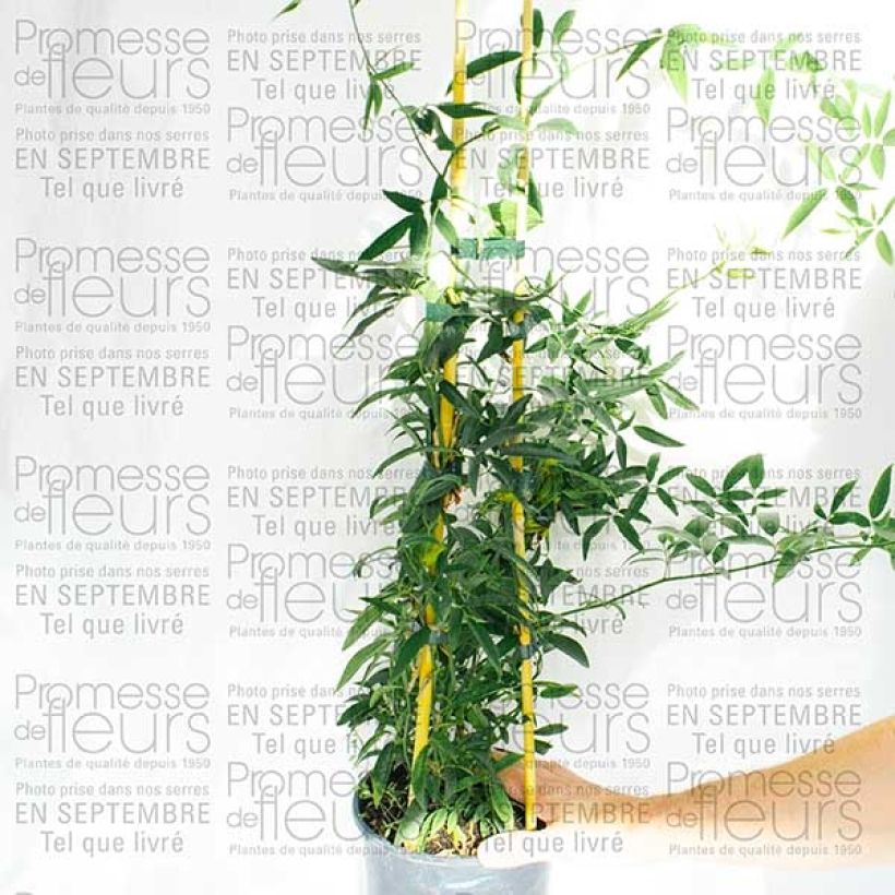 Exemplo de amostra de Rosier de Banks Lutea - Rosa banksiae Pot de 7,5L/10L tal como entregue