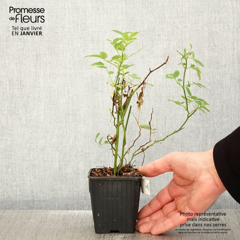 Amostra de Rosa banksiae Rosea - Roseira de Banks Vaso de 8/9 cm tal como entregue no inverno