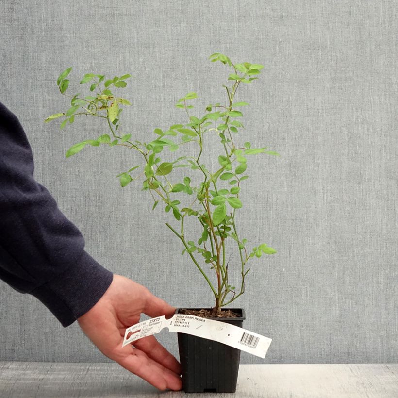 Amostra de Rosa banksiae Rosea - Roseira de Banks Vaso de 8/9 cm tal como entregue na primavera