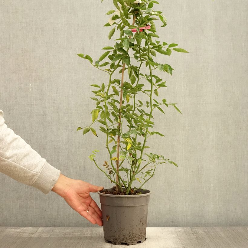Amostra de Rosa banksiae Rosea - Roseira de Banks Vaso de 2 L/3 L tal como entregue no outono