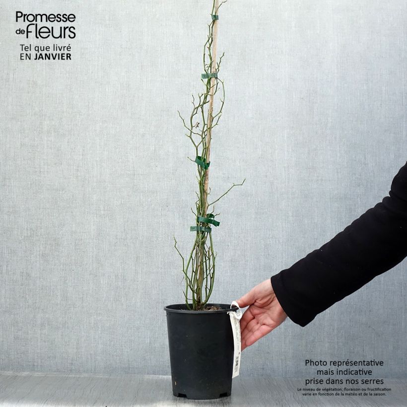 Amostra de Rosa banksiae Rosea - Roseira de Banks Vaso de 2 L/3 L tal como entregue no inverno