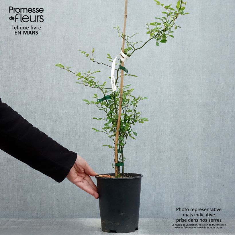 Amostra de Rosa banksiae Rosea - Roseira de Banks Vaso de 2 L/3 L tal como entregue na primavera