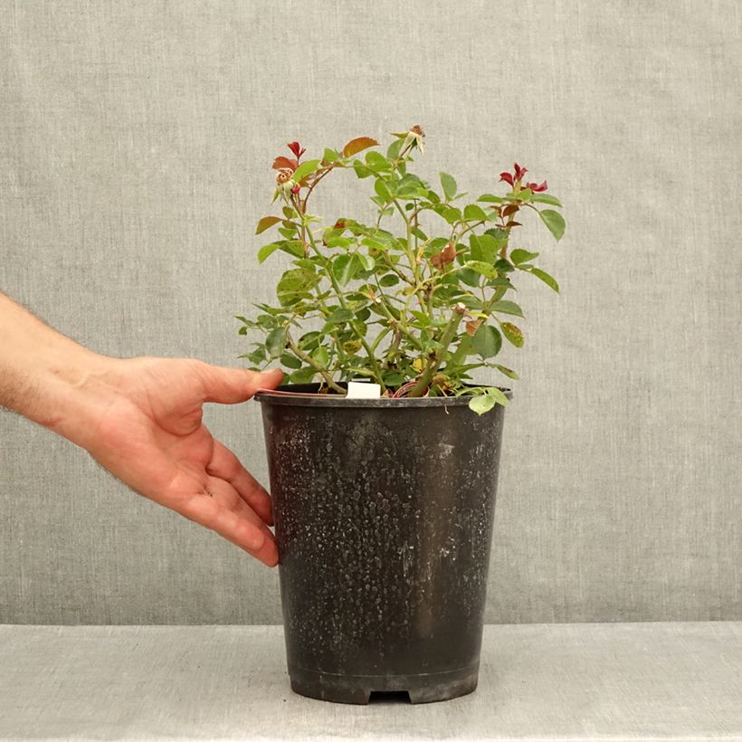 Amostra de Roseira paisagística New Vesuvia Vaso de 2 L/3 L tal como entregue no verão