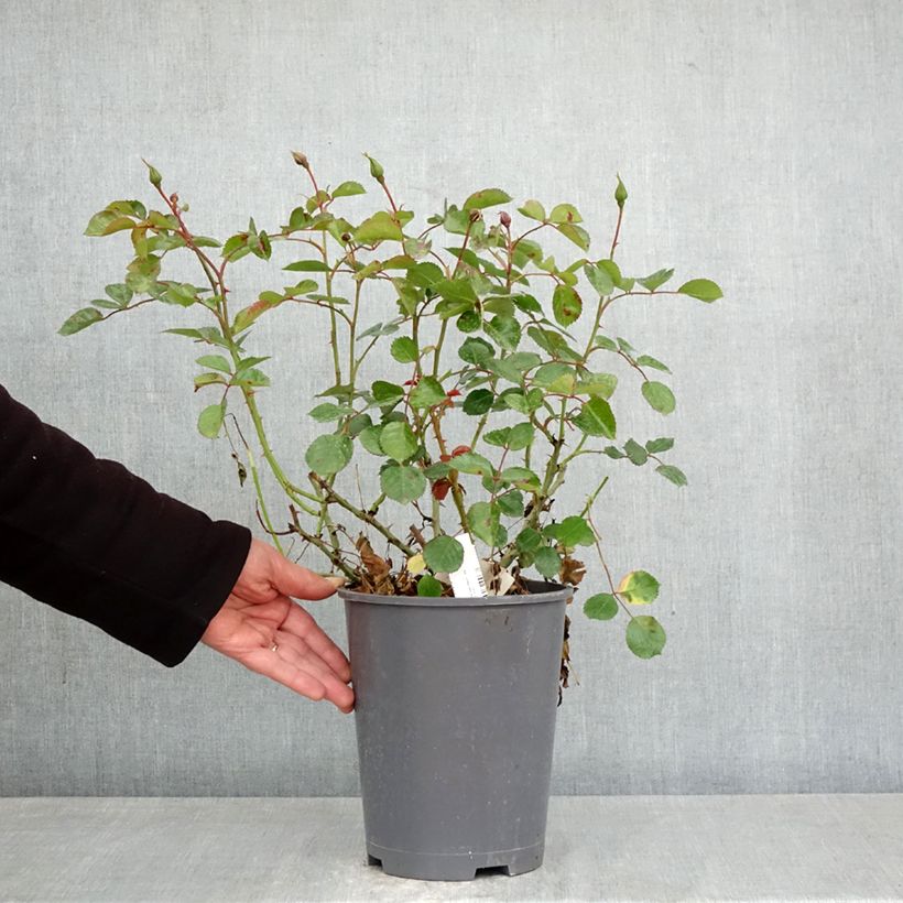 Amostra de Roseira paisagística New Vesuvia Vaso de 4 L/5 L tal como entregue na primavera