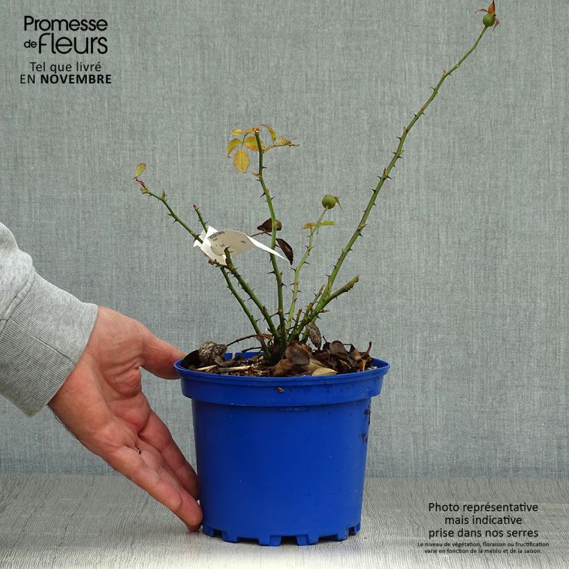 Amostra de Roseira paisagística Soleya Vaso de 2 L/3 L tal como entregue no outono
