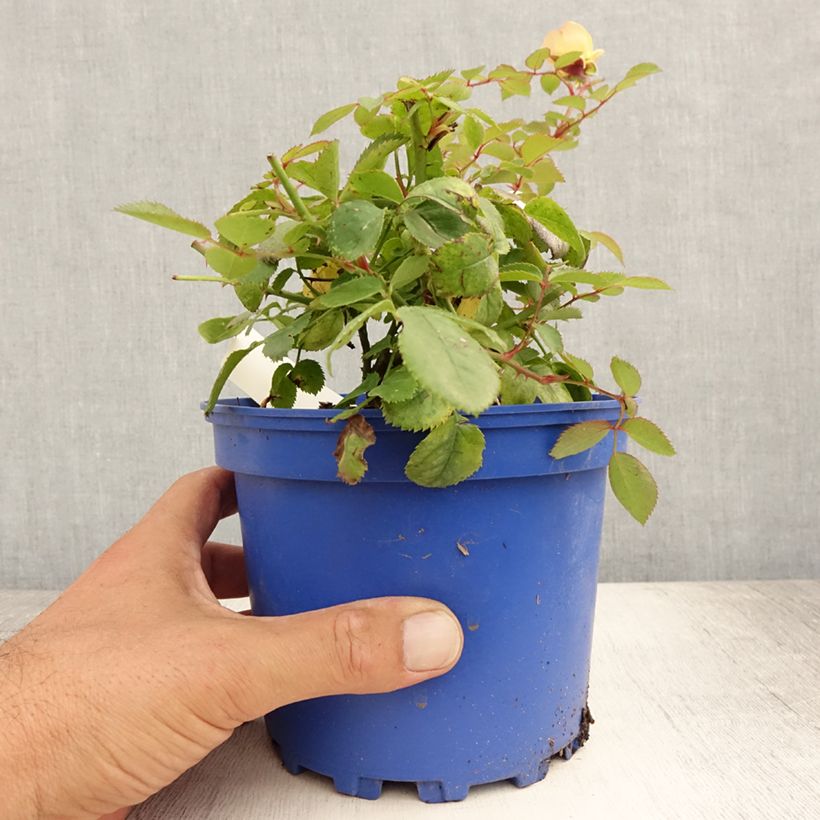 Amostra de Roseira paisagística Soleya Vaso de 2 L/3 L tal como entregue no verão
