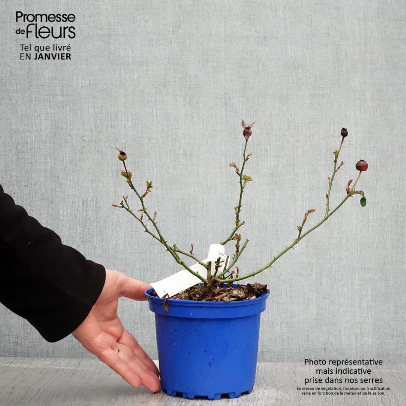 Amostra de Rosier Decorosier Soleya Pot de 2L/3L tal como entregue no inverno