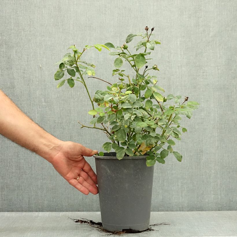 Amostra de Roseira paisagística Soleya Vaso de 4 L/5 L tal como entregue no verão