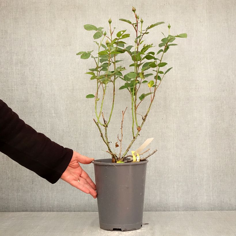 Amostra de Roseira paisagística Soleya Vaso de 4 L/5 L tal como entregue na primavera
