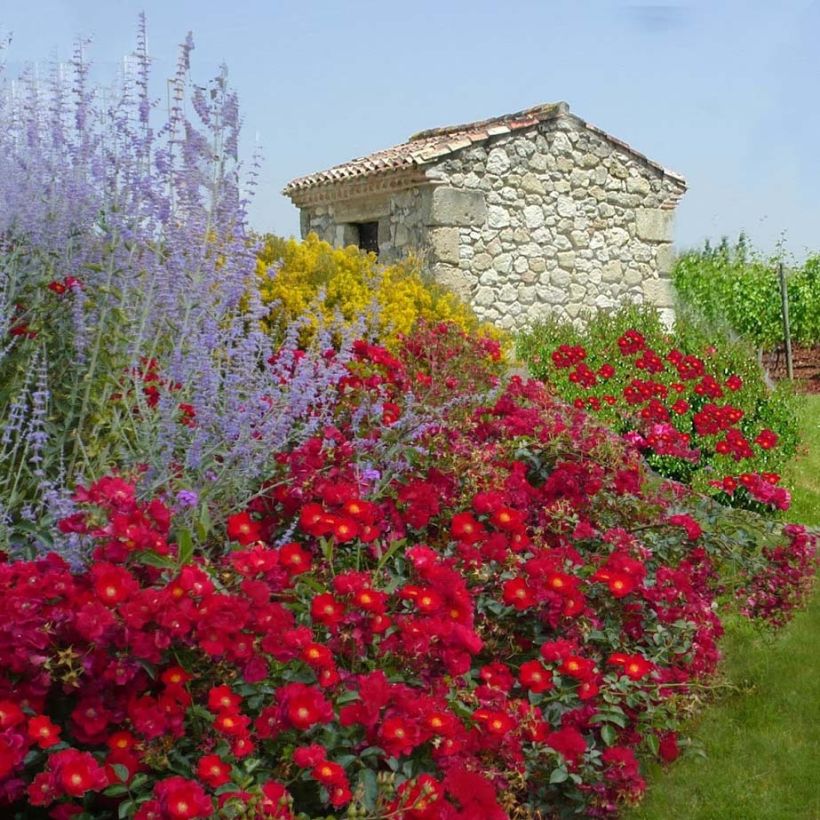 Roseira paisagística Alcantara (Hábito)