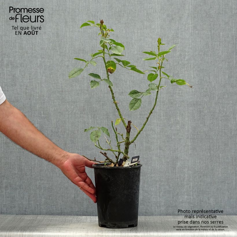 Amostra de Roseira paisagística Amber Voluptia Vaso de 4 L/5 L tal como entregue no verão