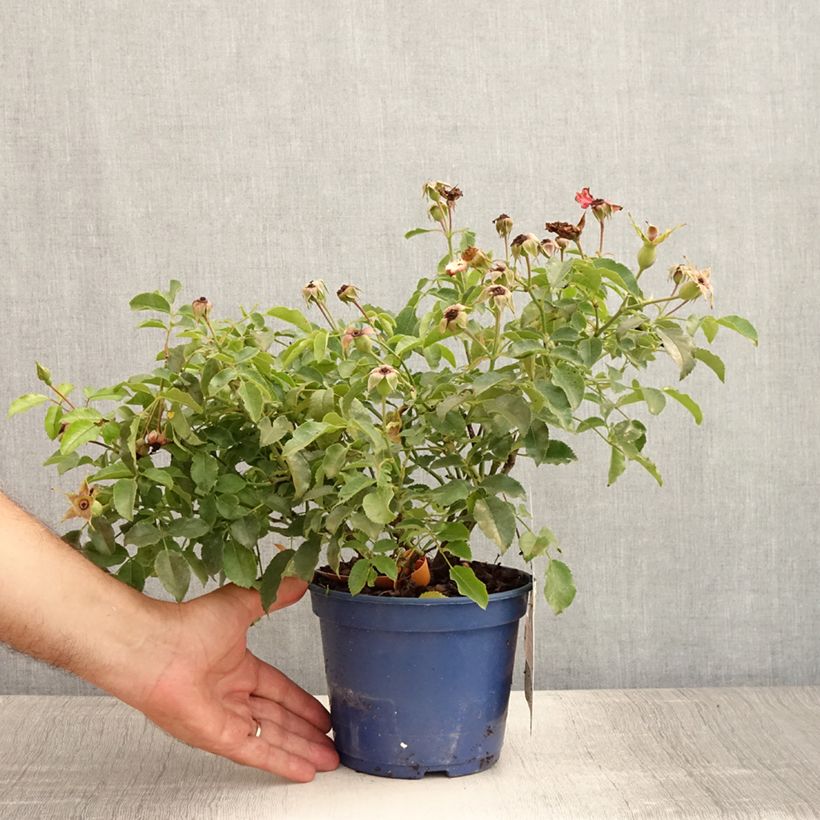Amostra de Roseira paisagística Calizia Vaso de 2 L/3 L tal como entregue no verão