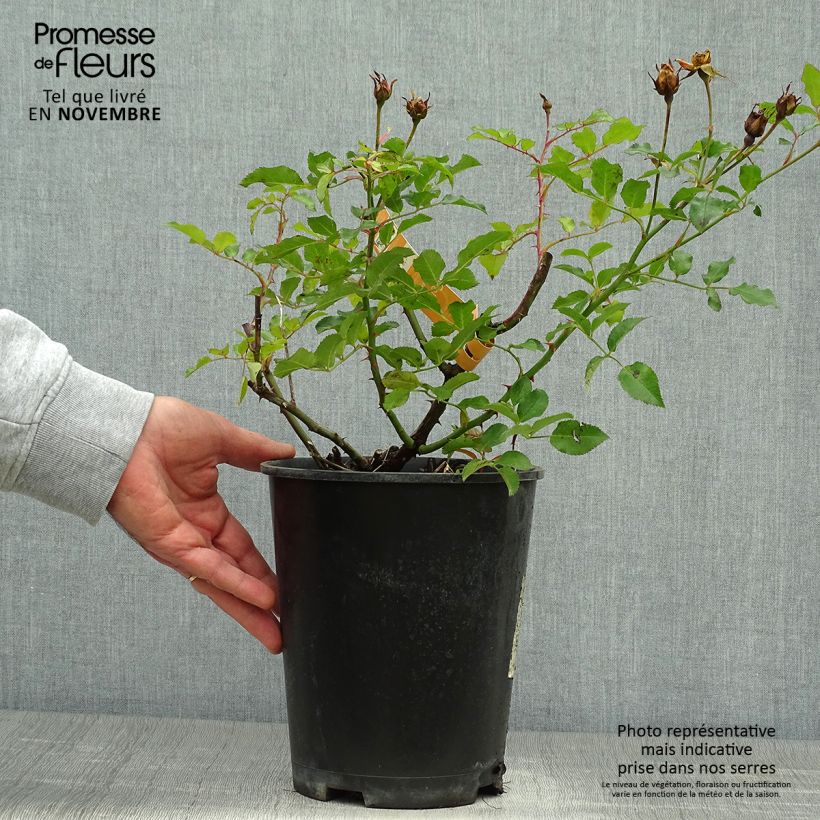 Amostra de Roseira paisagística Calizia Vaso de 4 L/5 L tal como entregue no outono