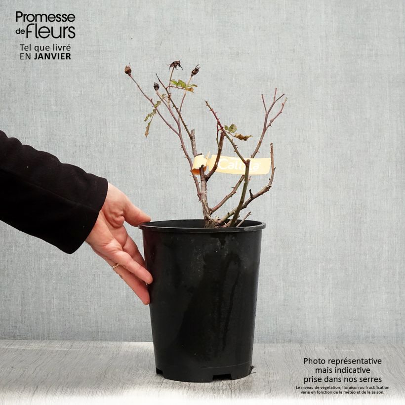 Amostra de Rosier Décorosiers Calizia Vaso de 4 L/5 L tal como entregue no inverno