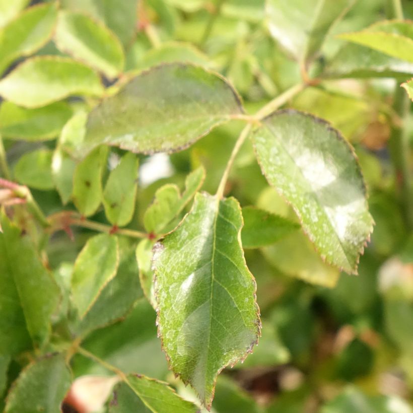 Roseira paisagística Calizia (Folhagem)
