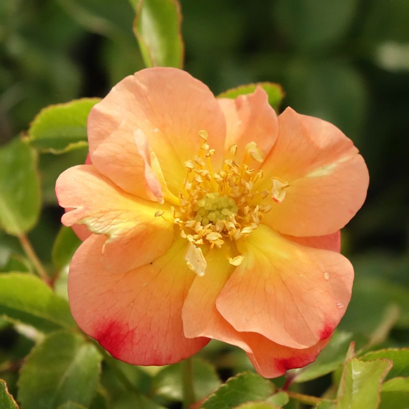 Roseira paisagística Calizia (Floração)