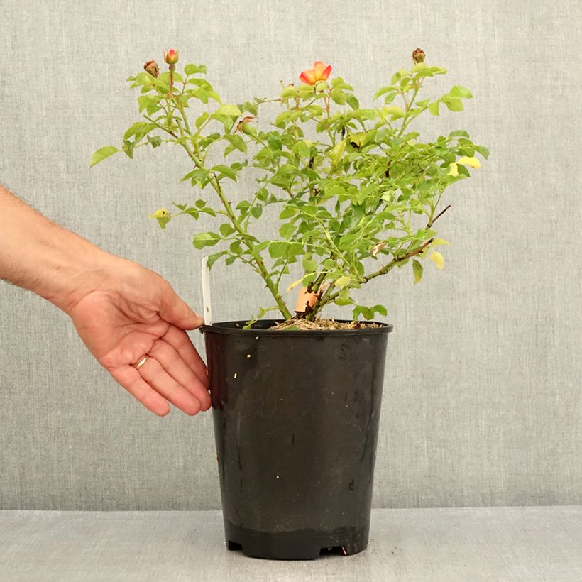 Amostra de Roseira paisagística Calizia Vaso de 4 L/5 L tal como entregue no verão
