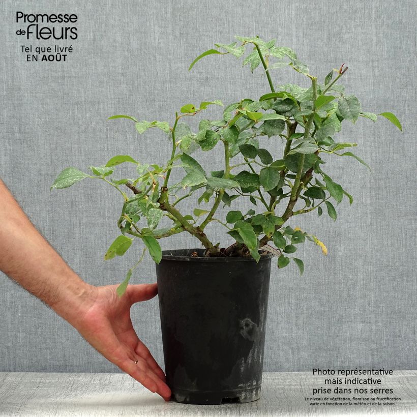 Amostra de Roseira paisagística Crazy Pink Voluptia Vaso de 4 L/5 L tal como entregue no verão