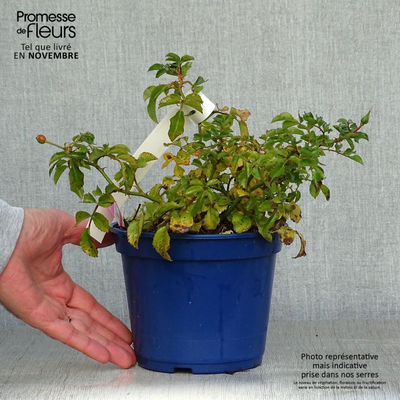 Amostra de Roseira paisagística Flower Carpet Vaso de 2 L/3 L tal como entregue no outono