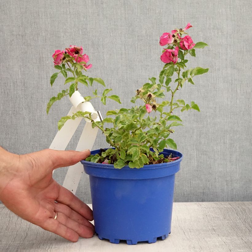 Amostra de Roseira paisagística Flower Carpet Vaso de 2 L/3 L tal como entregue no verão