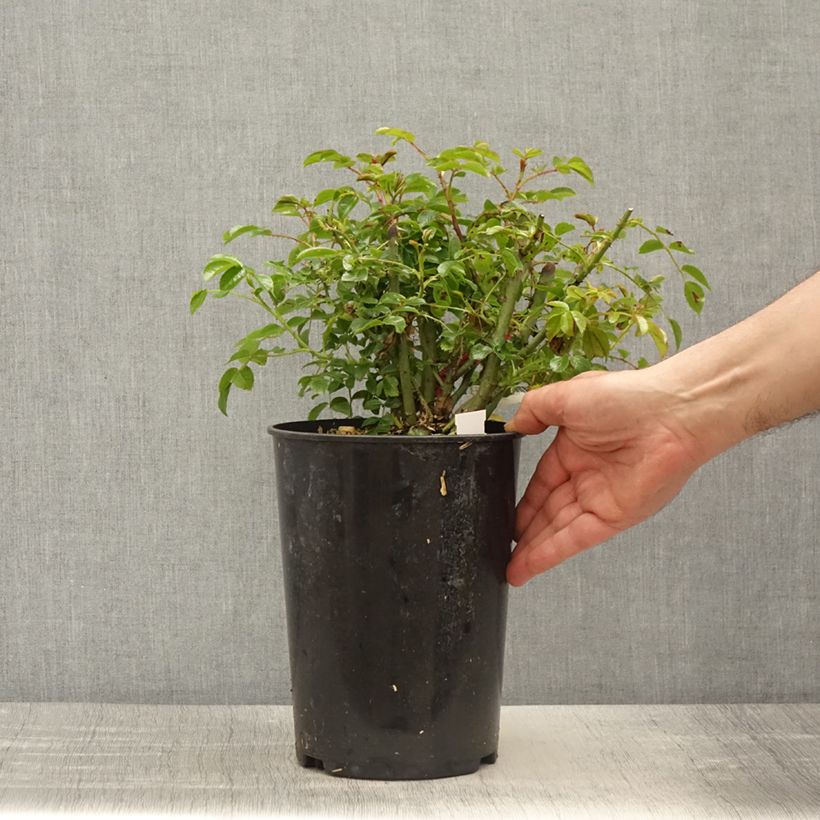 Amostra de Rosier Décorosiers EMERA grimpant Vaso de 4 L/5 L tal como entregue na primavera