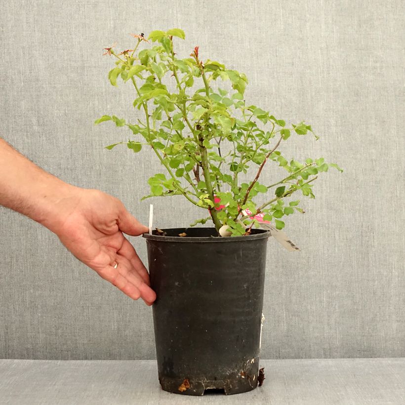 Amostra de Roseira paisagística Flower Carpet Vaso de 4 L/5 L tal como entregue no verão