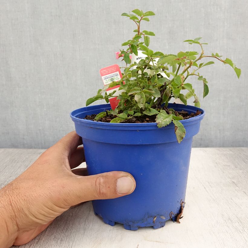 Amostra de Roseira paisagística Isalia Vaso de 2 L/3 L tal como entregue no verão