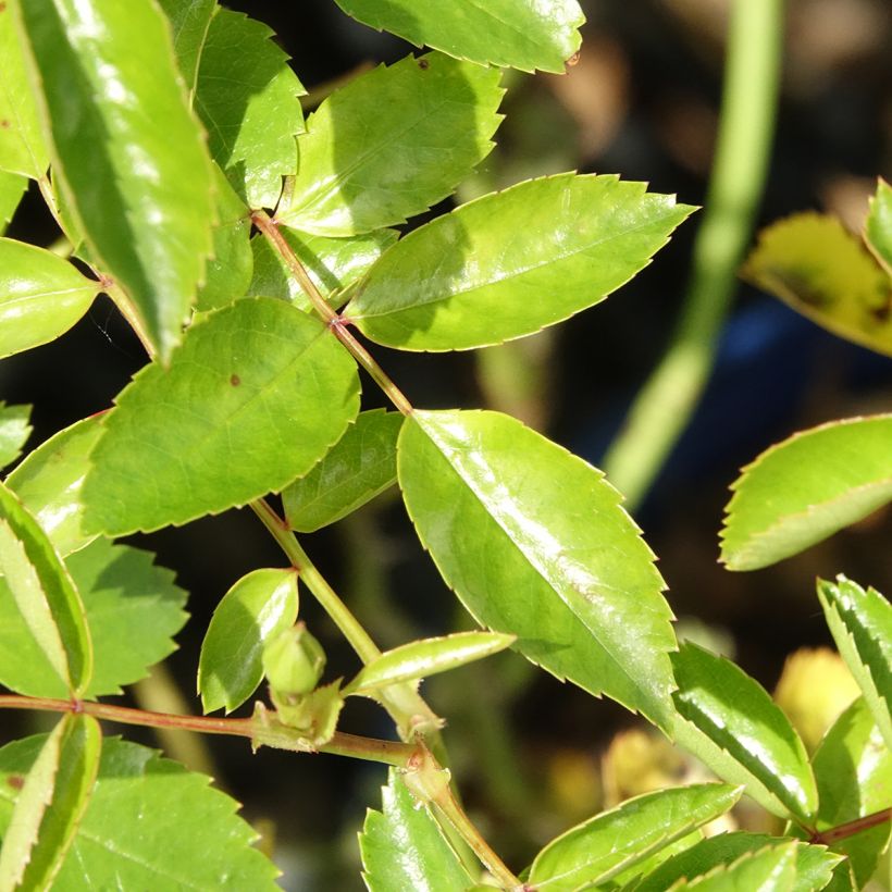 Roseira paisagística Isalia (Folhagem)