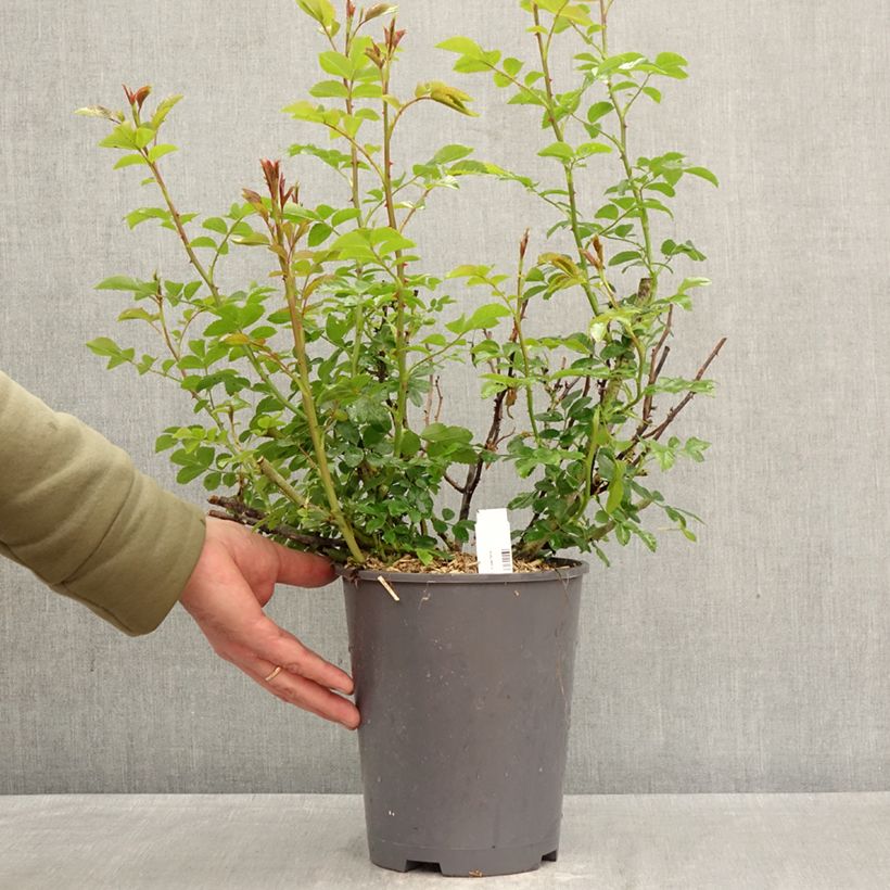 Amostra de Roseira paisagística Isalia Vaso de 4 L/5 L tal como entregue na primavera