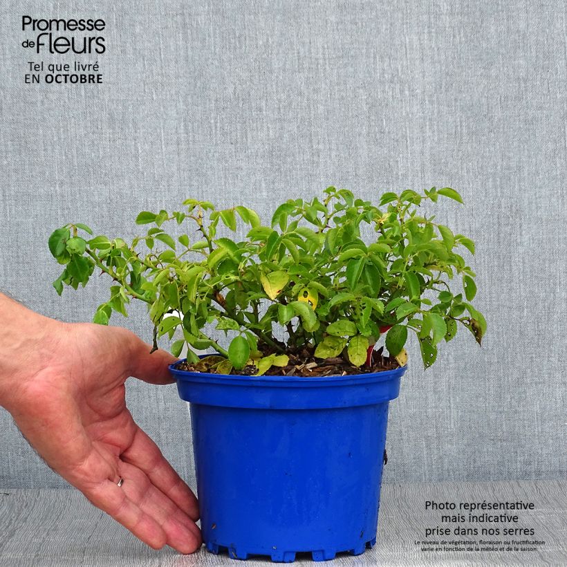 Amostra de Roseira paisagística Flower Carpet Scarlet Vaso de 2 L/3 L tal como entregue no outono