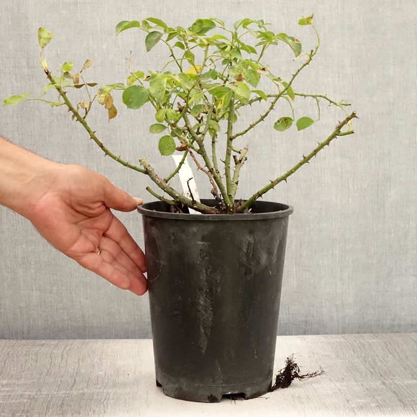Amostra de Roseira paisagística Flower Carpet Scarlet Vaso de 4 L/5 L tal como entregue no verão