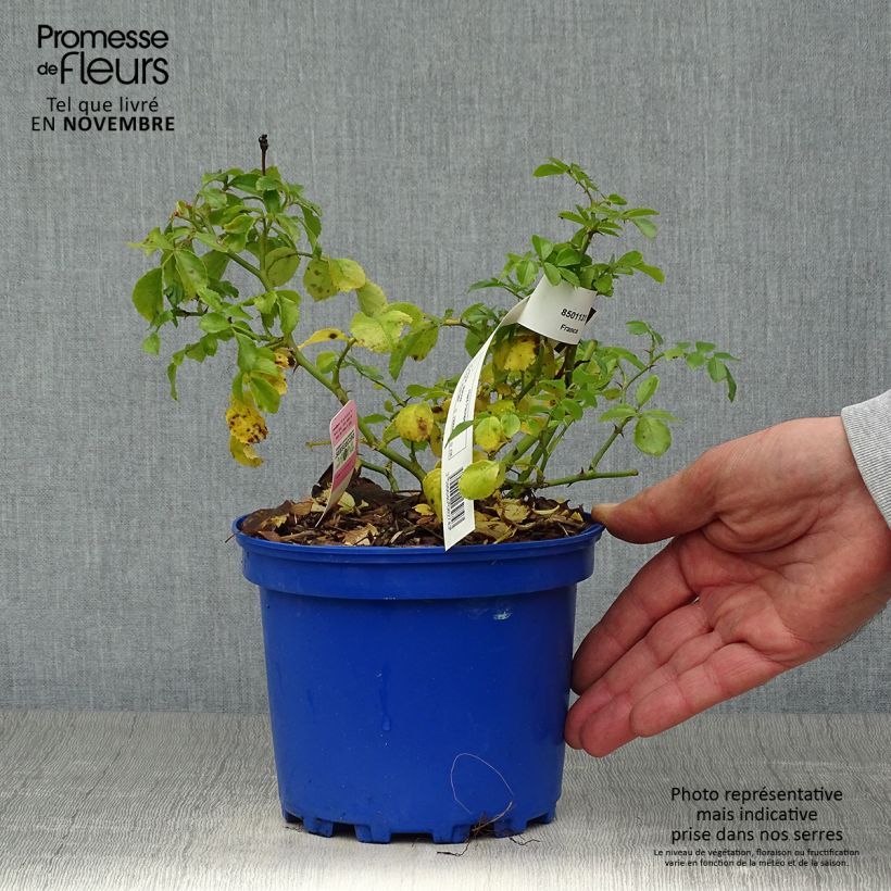 Amostra de Roseira paisagística Flower Carpet Appleblossom Vaso de 2 L/3 L tal como entregue no outono