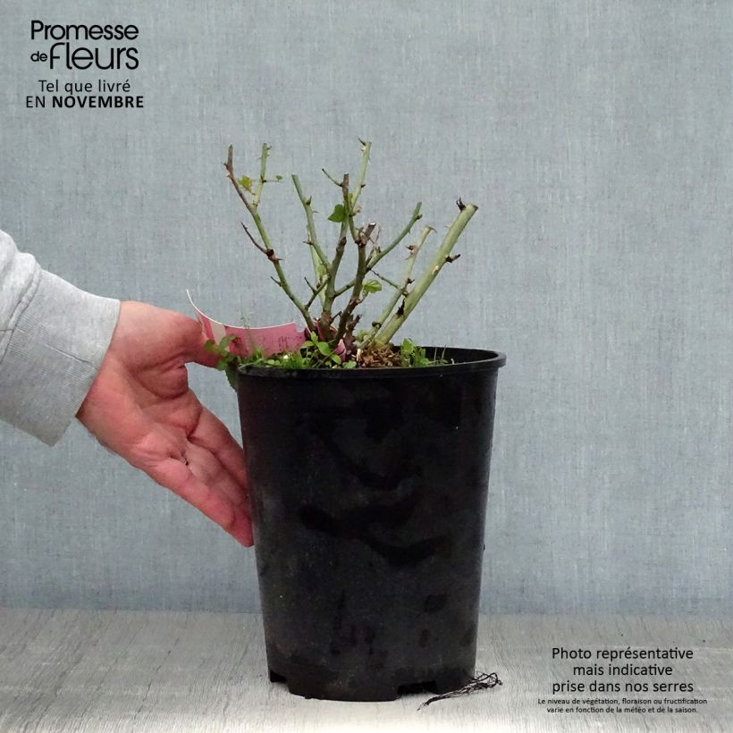 Amostra de Roseira paisagística Flower Carpet Appleblossom Vaso de 4 L/5 L tal como entregue no outono