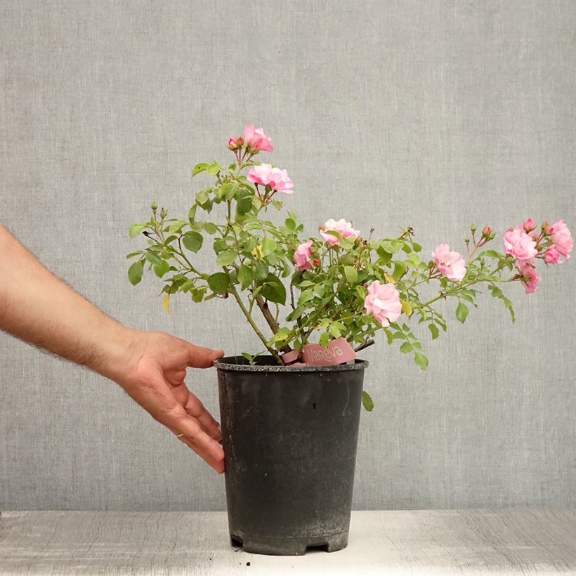 Amostra de Roseira paisagística Flower Carpet Appleblossom Vaso de 4 L/5 L tal como entregue no verão
