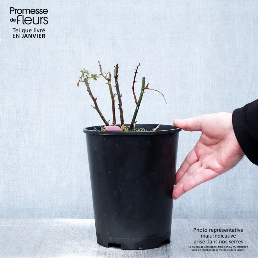 Amostra de Rosier Décorosiers Mareva Vaso de 4 L/5 L tal como entregue no inverno