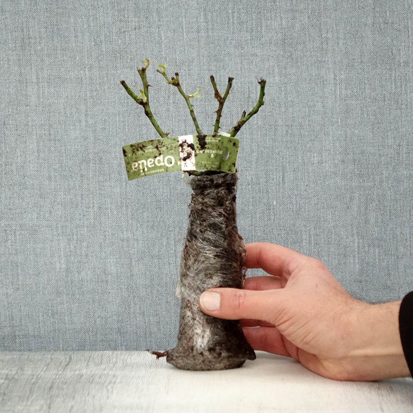 Amostra de Rosier Décorosiers OPALIA Raízes nuas em torrão tal como entregue no inverno