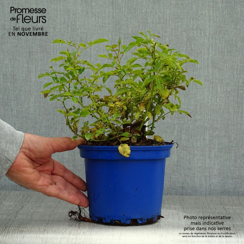 Amostra de Roseira paisagística Flower Carpet White Vaso de 2 L/3 L tal como entregue no outono